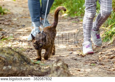 Burmese Cat With Leash Walking Outside, Collared Pet Wandering Outdoor Adventure. Burma Cat Wearing 