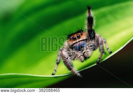 Female Jumping Spider (phidippus Regius) Crawling On Green. Macro, Big Eyes, Sharp Details. Beautifu