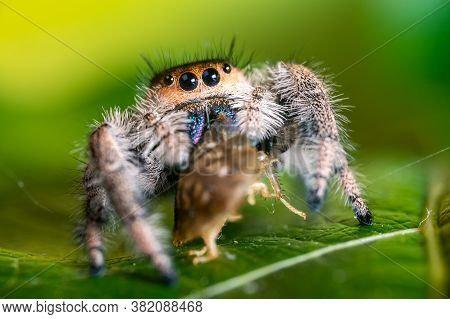 A Jumping Spider (phidippus Regius) Eating Its Prey Cockroach On A Green Leaf. Macro, Big Eyes, Shar