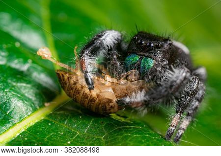 A Jumping Spider (phidippus Regius) Eating Its Prey Cockroach On A Green Leaf. Macro, Big Eyes, Shar