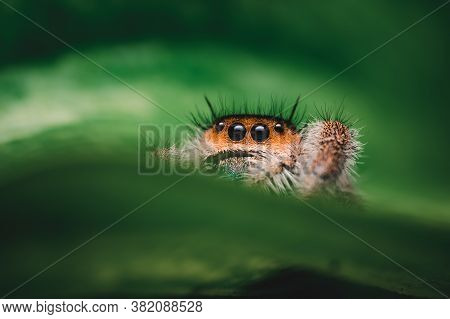 Female Jumping Spider (phidippus Regius) Crawling On Green. Macro, Big Eyes, Sharp Details. Beautifu