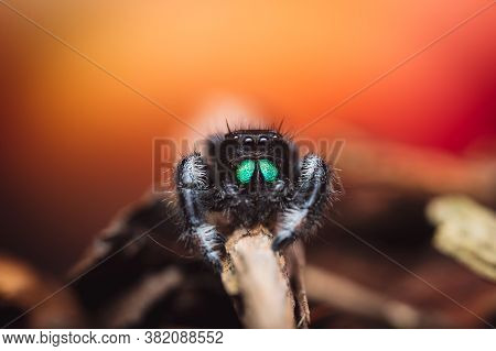A Male Jumping Spider (phidippus Regius) Crawling On Dry Wood. Autumn Warm Colors, Macro, Sharp Deta