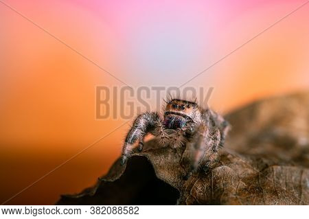 A Female Jumping Spider (phidippus Regius) Crawling On A Dry Leaf. Autumn Warm Colors, Macro, Sharp