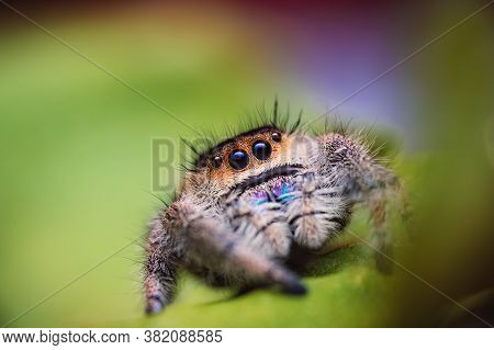 Female Jumping Spider (phidippus Regius) Crawling On A Green Leaf. Autumn Warm Colors, Macro, Sharp