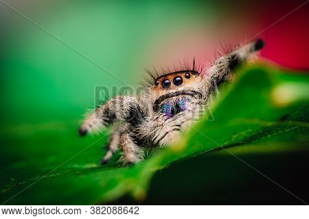 Female Jumping Spider (phidippus Regius) Crawling On A Green Leaf. Autumn Warm Colors, Macro, Sharp