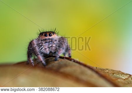 A Female Jumping Spider (phidippus Regius) Crawling On A Dry Leaf. Autumn Warm Colors, Macro, Sharp