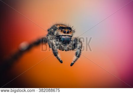 A Female Jumping Spider (phidippus Regius) Crawling On A Twig. Autumn Warm Colors, Macro, Sharp Deta