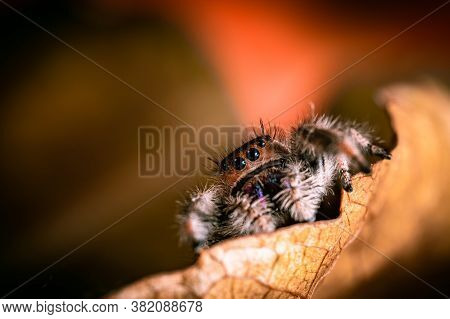 A Female Jumping Spider (phidippus Regius) Crawling On A Dry Leaf. Autumn Warm Colors, Macro, Sharp
