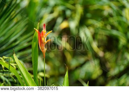 Beautiful Tropical Orange Flower In Maui Hawaii