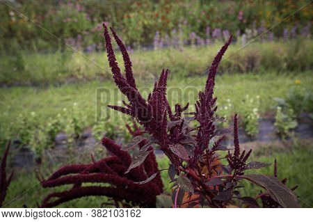 Red Amaranth Green Nature Colorful Botanikal Outdoor Flower