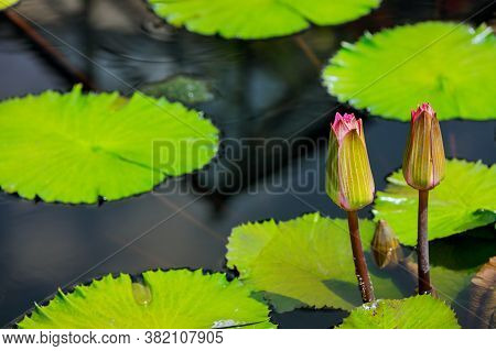Unopened Lilies In Water With Leaves. Biautiful Nature.