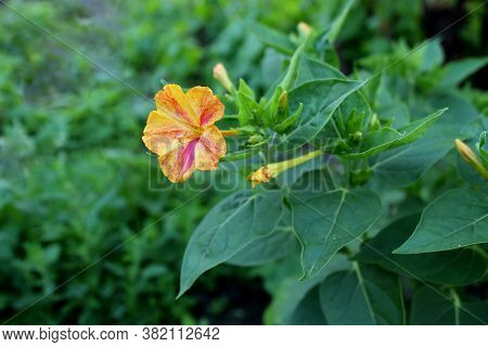 Flower Marvel Of Peru, False Jalap, Mirabilis Jalapa, Don Diego De Noche.