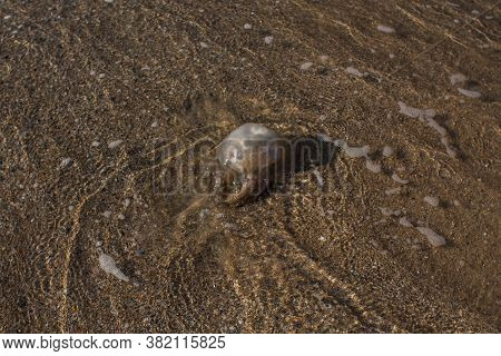 A Jellyfish Washed Up On The Seashore