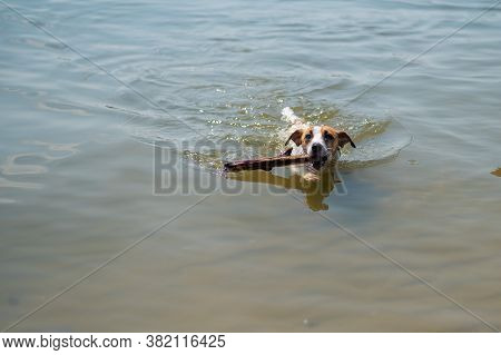 The Dog Swims With A Stick In Its Mouth. Jack Russell Terrer Executes The Apport Command.
