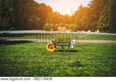 Metal Garden Wheelbarrow With Cut Grass Stands On The Lawn In The Garden. Cleaning And Caring For Th