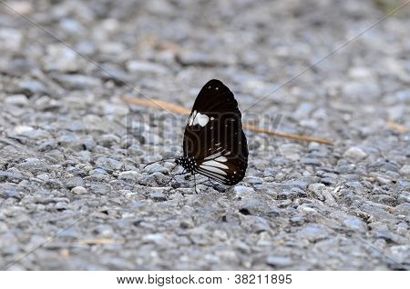 Elster KrÃ¤he Schmetterling (Euploea Radamanthus)