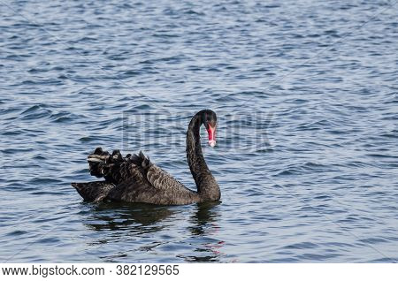 Swan