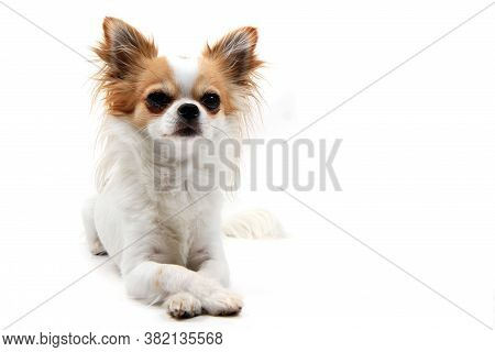 Portrait Of Small Smart Chihuahua