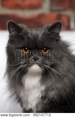 Persian Cat, 8 Months Old, Sitting In Front Of White Background