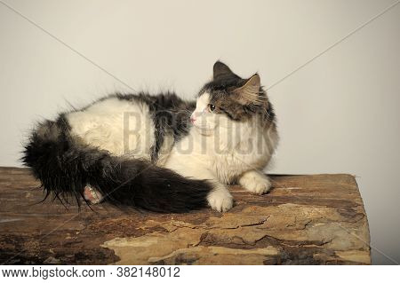 Norwegian Forest Cat On A Tree Close Up