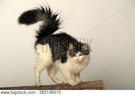 Norwegian Forest Cat On A Tree