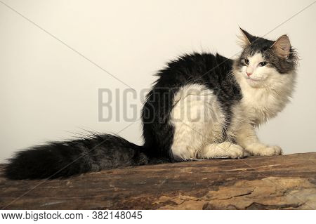 Norwegian Forest Cat On A Tree