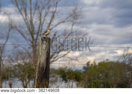 Mimus Saturninus Bird Perched On Wooden Fence At Dawn