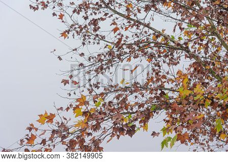 Maple Trees (platanus × Hispanica) In Foggy Morning