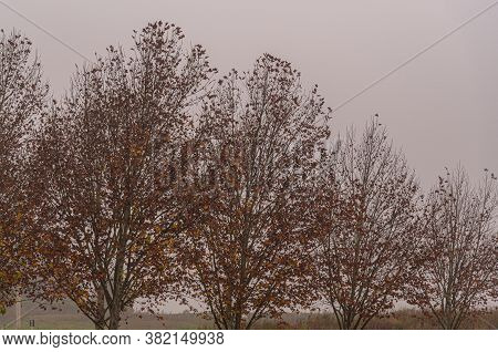 Maple Trees (platanus × Hispanica) In Foggy Morning