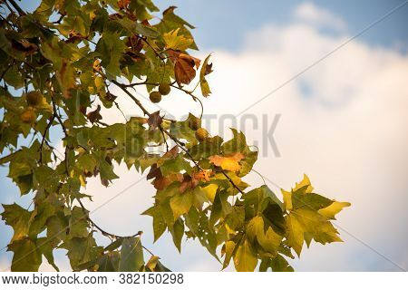 Leaves And Twig Of The Maple Tree In Contrast To The Late Afternoon
