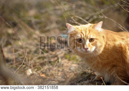 Carefully Looking Ginger Cat In The Woods