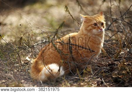 Carefully Looking Ginger Cat In The Woods Among The Tall Grass And Flowers