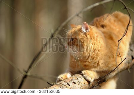 Beautiful Red Cat Sleeping On Plum Tree Branch In Garden.