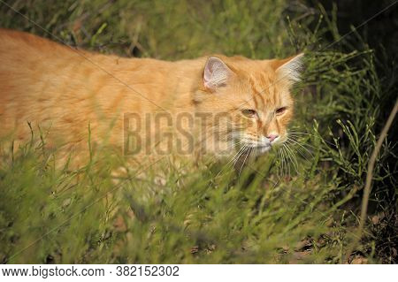 Carefully Looking Ginger Cat In The Woods