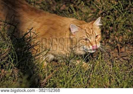 Carefully Looking Ginger Cat In The Woods