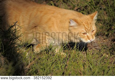 Carefully Looking Ginger Cat In The Woods