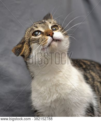 Crazy Cat, Funny Cat Portrait On Gray Background