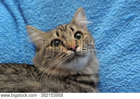Gray Tabby Cat On A Blue Background