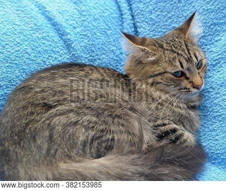 Gray Tabby Cat On A Blue Background