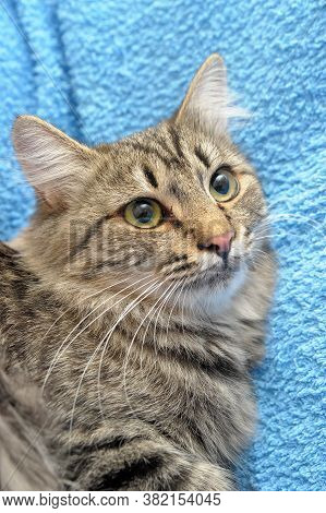 Gray Tabby Cat On A Blue Background