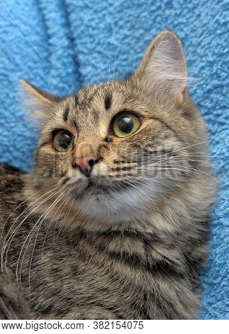 Gray Tabby Cat On A Blue Background