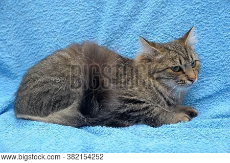 Gray Tabby Cat On A Blue Background