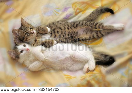 Two Cute Kittens Are Next To Each Other