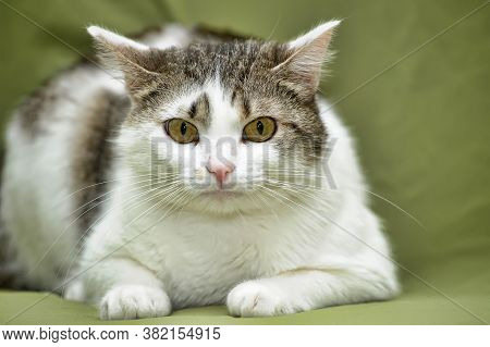 White With Brown European Shorthair Cat On A Green Background