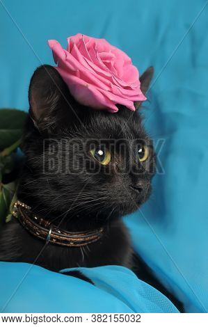 Black Cat And Pink Rose On A Blue Background