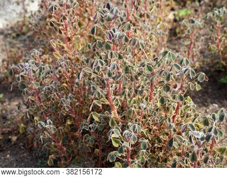 Oca Or Yam Root Vegetable Plant. Oxalis Tuberosa.
