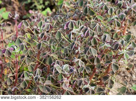 Oca Or Yam Root Vegetable Plant. Oxalis Tuberosa.
