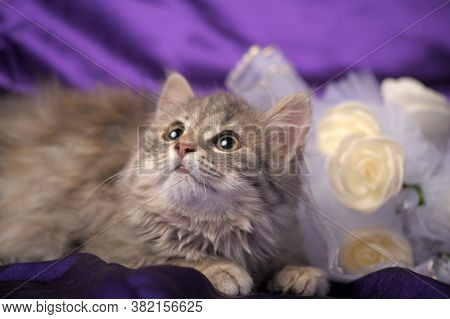 Charming Fluffy Gray Kitten And A Bouquet Of White Flowers