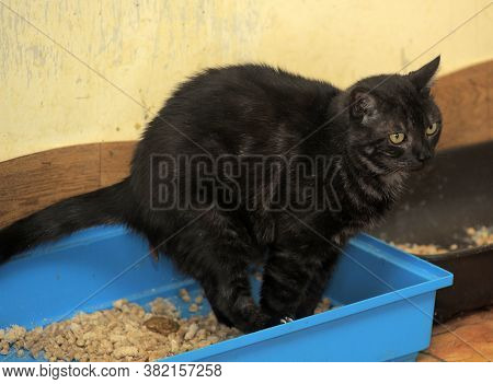 Black Cat Poops In The Cat's Toilet
