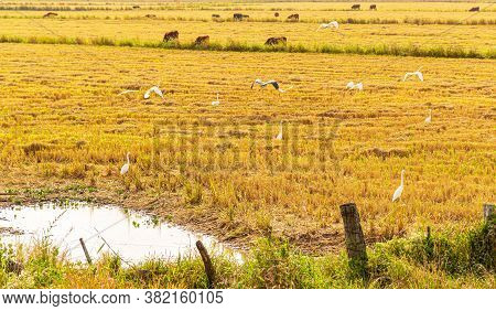 Brazilian Fauna Birds. White Graces (ardea Alba) And Tachâs (chauna Torquata). Freshly Harvested Ric